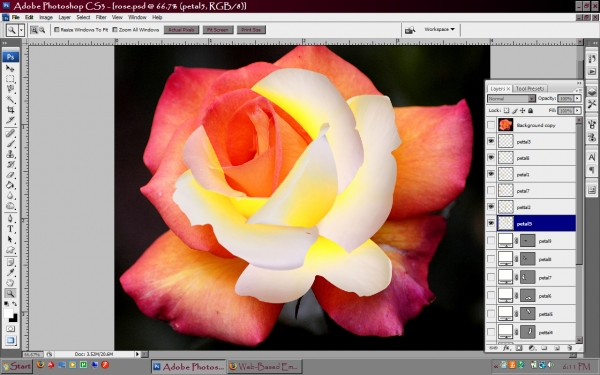 Creation of Hawiian Rose: Step 3